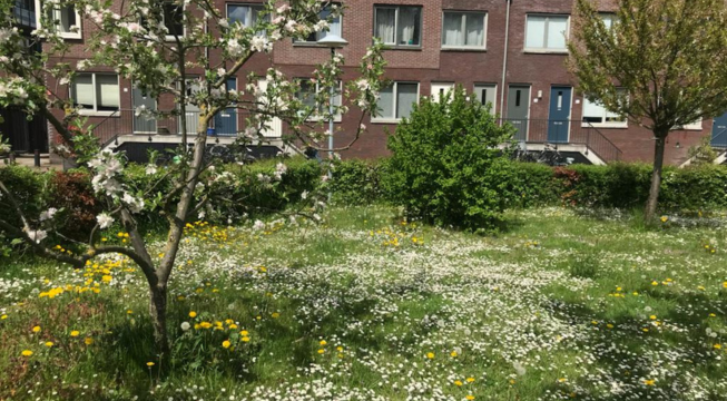 Fruitbomen en hagen