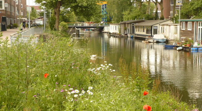Natuurvriendelijke oever in bloei