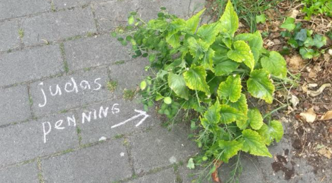 Stoepplantje uit de anonimiteit